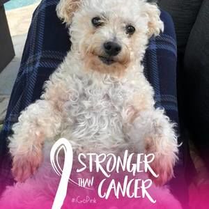 Meet your Posher, Bill